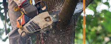 How Our Tree Care Process Works  in  Fall River, MA